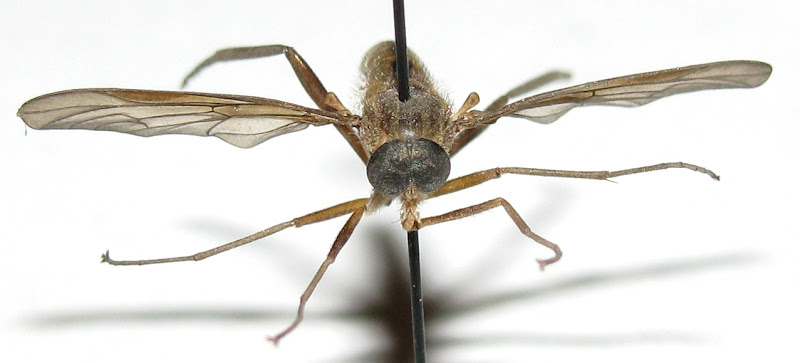 Little Creatures That Rule the Earth Rhagionidae